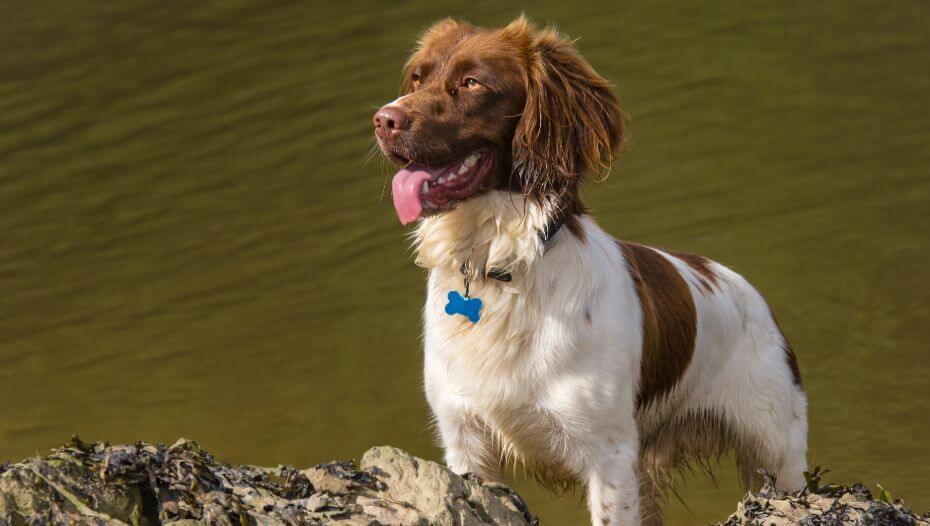 Oldest living springer store spaniel